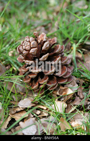 Pino silvestre cono, Pinus sylvestris, Pinaceae. Foto Stock