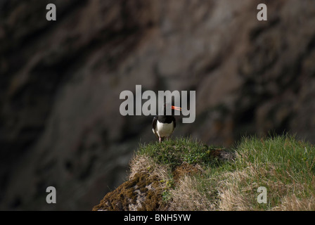 Eurasian Oystercatcher (Haematopus ostralegus) Vestmannaeyjar, Islanda Foto Stock