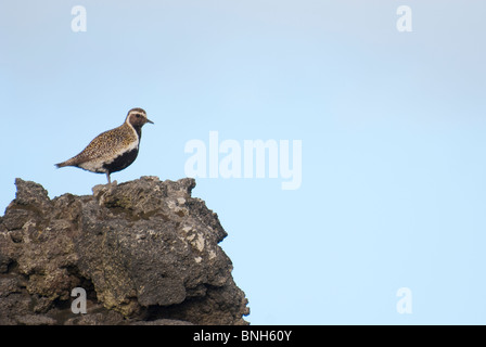 Eurasian Golden Plover Pluvialis apricaria, Vestmannaeyjar, Islanda Foto Stock