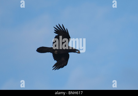 Comune di Corvo Imperiale (Corvus corax), Vestmannaeyjar, Islanda Foto Stock
