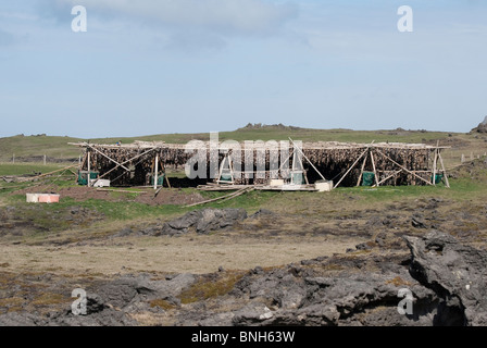 Lo stoccafisso testine che sono tradizionalmente essiccato al di fuori appendendoli su stock pile, Vestmannaeyjar, Islanda Foto Stock