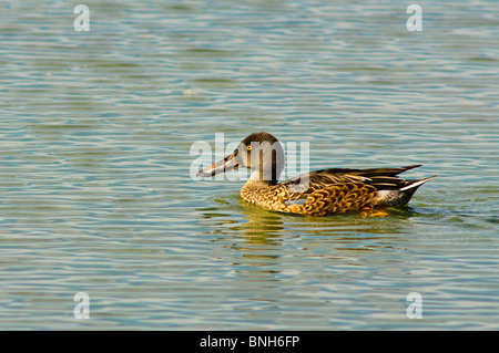 Texas, Port Aransas. Northern mestolone femmina (Anas clypeata) a Leonabelle Turnbull Birding Center. Foto Stock