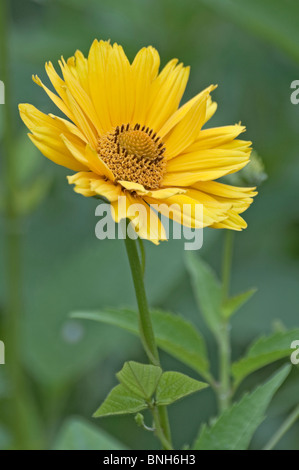 Comune (sneezeweed Helenium autumnale) Foto Stock