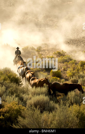 Unico cowboy guidare una linea di cavalli attraverso il deserto Foto Stock