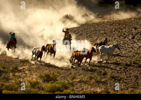 Cowgirl e Cowboy al galoppo e di roping cavalli selvaggi attraverso il deserto Foto Stock