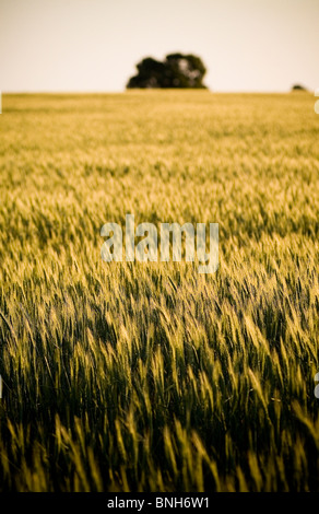 Capi di golden grain stendere in campi al tramonto Foto Stock