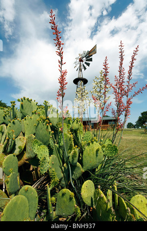 USA Texas Tolar Windmill Farm wind ruote di turbine a vento rosso bianco yucca cactus Foto Stock