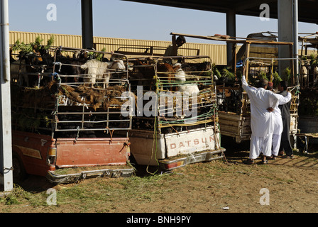 Commerciante capre mercato animale Al Ain oasis Abu Dhabi Arabo Saudita arabo bazaar commercio business commerce store uomo uomini mercato Foto Stock