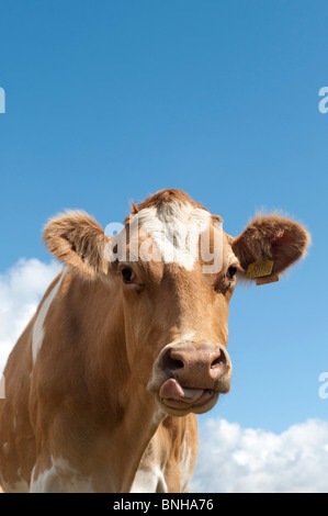 Guernsey cow contro blu cielo nuvoloso leccare le sue labbra Foto Stock