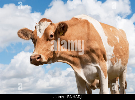 Guernsey cow contro blu cielo molto nuvoloso Foto Stock