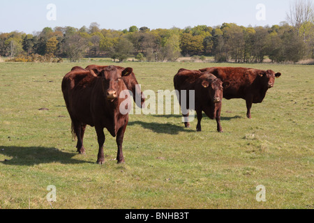 Mucche marroni in un campo nel Suffolk Foto Stock