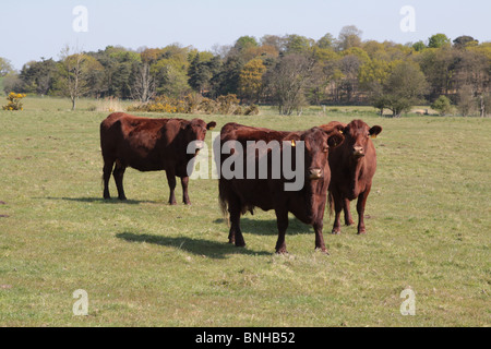 Rosolare le vacche in un campo in Suffolk Foto Stock