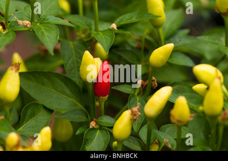 Il Capsicum annuum var Annuum "Prairie Fire' al Chelsea Physic Garden, Londra Foto Stock