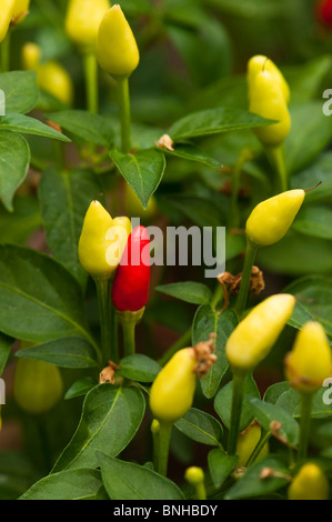 Il Capsicum annuum var Annuum "Prairie Fire' al Chelsea Physic Garden, Londra Foto Stock