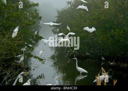 Airone bianco maggiore Ardea alba Casmerodius Albus Merritt Island National Wildlife Refuge USA Nord America Florida grande garzette uccelli Foto Stock