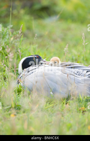 Demoiselle gru (Anthropoides virgo). Femmina e meditabondo preening pulcini (uno nascosto), capo visibile. Meno di 24 ore. Foto Stock