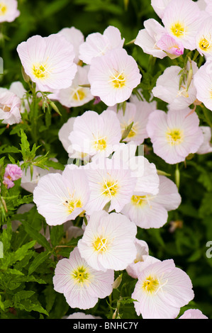 Oenothera speciosa in fiore al Chelsea Physic Garden, Londra Foto Stock