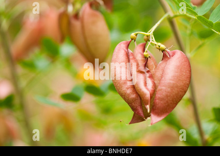 Colutea arborescens, Vescica Senna, a Chelsea Physic Garden, Londra Foto Stock