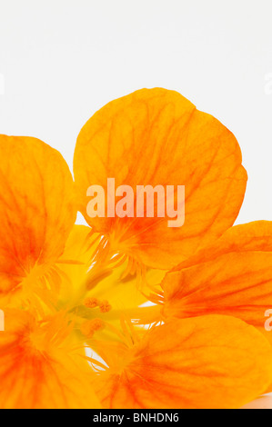 Abstract close up di un Nasturtium majus 'Whirlybird' Fiore Foto Stock