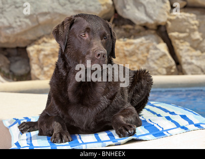 Il cioccolato Labrador relax su asciugamani da piscina Foto Stock