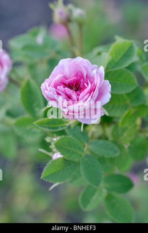 Cavolo cappuccio rosa (rosa centifolia x "rose de meaux') Foto Stock