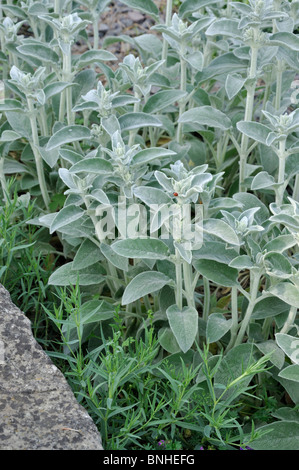 Agnello le orecchie (stachys byzantina) Foto Stock