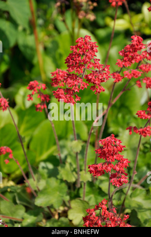 Coral campane (heuchera sanguinea) Foto Stock