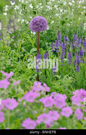 Cipolla ornamentali (allium), SALVIA (salvia) e cranesbill (geranio) Foto Stock