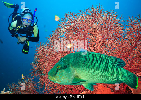 Paesaggio sottomarino con scuba diver, gorgonie e coralli Napoleone Foto Stock