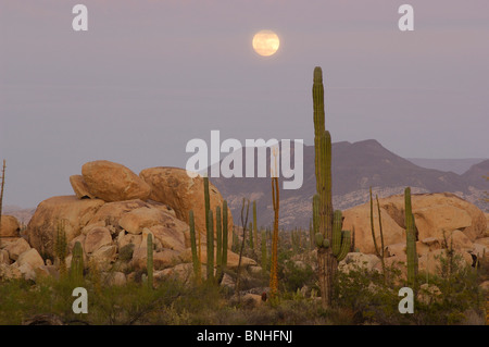 Messico Catavinia Baja California vicino Catavinia Boojum Tree Fouquieria Columnaris Cirio piante vegetali natura vegetazione deserto Foto Stock