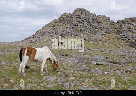 Pony pascolando vicino a Sharpitor sul lato occidentale di Dartmoor Foto Stock