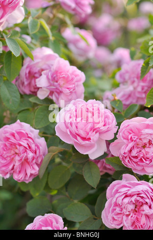 Cavolo cappuccio rosa (rosa centifolia x 'Caterina de' Wurttemberg) Foto Stock