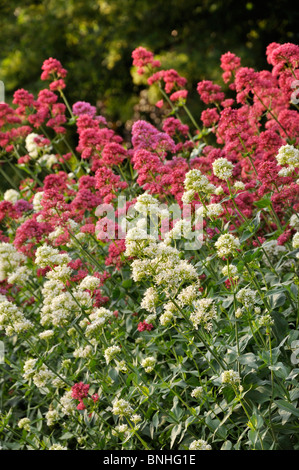 Bianco (valeriana centranthus ruber 'albus") e rosso (valeriana centranthus ruber 'coccineus') Foto Stock