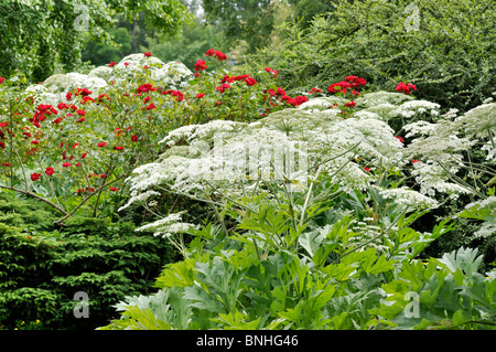 Mucca pastinaca (heracleum lanatum) e rosa ad arbusto (rosa parkdirektor riggers) Foto Stock