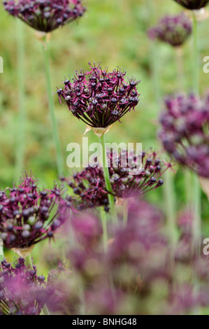 Viola a fiore cipolla (allium atropurpureum) Foto Stock