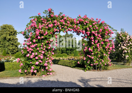 Wichuraiana rosa (rosa american pilastro) Foto Stock