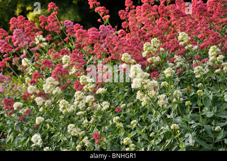 Bianco (valeriana centranthus ruber 'albus") e rosso (valeriana centranthus ruber 'coccineus') Foto Stock