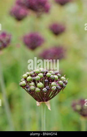 Viola a fiore cipolla (allium atropurpureum) Foto Stock