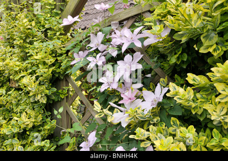 Clematis (clematide piilu) e inverno superriduttore (euonymus fortunei 'Emerald'n'oro") Foto Stock