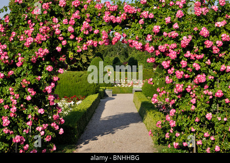 Wichuraiana rosa (Rosa American pilastro) Foto Stock