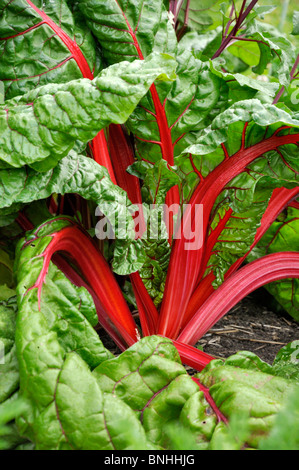 Mangold (Beta vulgaris var. cicla.) Foto Stock