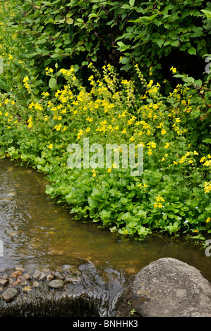 Giallo fiore di scimmia (mimulus luteus) Foto Stock