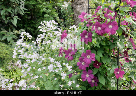 Milky campanula (Campanula lactiflora) e clematis (Clematis rouge cardinale) Foto Stock