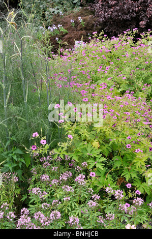 Cranesbill armeno (geranium psilostemon) e spider flower (tarenaya hassleriana 'señorita rosalita" syn. cleome hassleriana 'señorita rosalita") Foto Stock