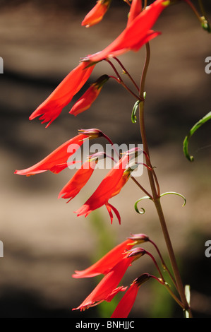 Beardlip Penstemon, (Penstemon barbatus), cresce sul Monte Lemmon, Santa Catalina Mountains, Deserto Sonoran, Tucson, Arizona, Stati Uniti d'America Foto Stock