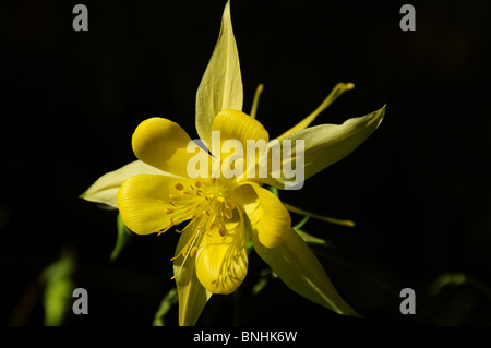 Golden aquilegia alpina, (Aquilegia chrysantha), cresce sul Monte Lemmon, Foresta Nazionale di Coronado, Deserto Sonoran, Arizona USA. Foto Stock