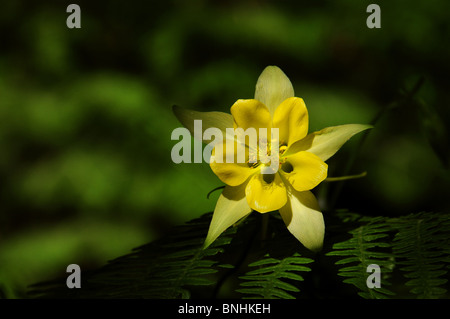 Golden aquilegia alpina, (Aquilegia chrysantha), cresce sul Monte Lemmon, Foresta Nazionale di Coronado, Deserto Sonoran, Arizona USA. Foto Stock