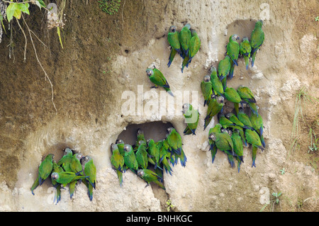 Ecuador Dusky-Headed Parakeet Aratinga weddellii pappagallo pappagalli clay leccare Napo Centro faunistico Yasuni National Park Quechua Foto Stock