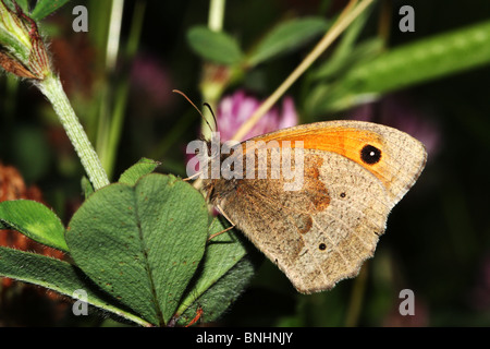 Prato farfalla marrone Maniola jurtina famiglia Nymphalidae una prateria butterfly Foto Stock