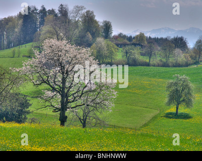 La Svizzera Hombrechtikon del Cantone di Zurigo il ciliegio alberi da frutto fiore sboccia il prato fiorito fiori di primavera a molla Foto Stock